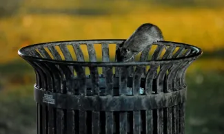 Rats